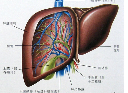 肝癌診斷